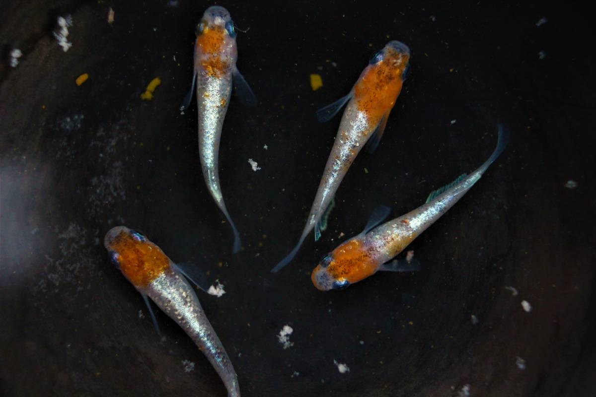 【人気SALE，定番】 2q1メダカ 画像現物 三色ラメ体外光めだか若魚Mサイズ2ペア(めだか)｜売買されたオークション情報、yahooの商品情報をアーカイブ公開 - オークファン めだか