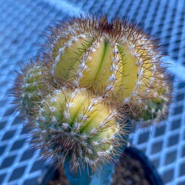 サボテン ペクチニフェラ錦【4頭】Uebelmannia pectinifera ,接木