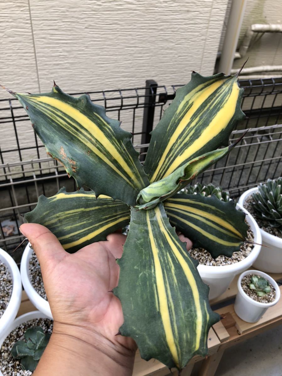 多肉植物アガベ フェロックス錦極上大株 【公式通販】