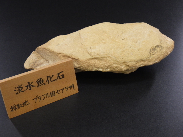 h0I119Z10 ブラジル セアラ州 淡水魚化石 ノジュール化石 古代魚 化石