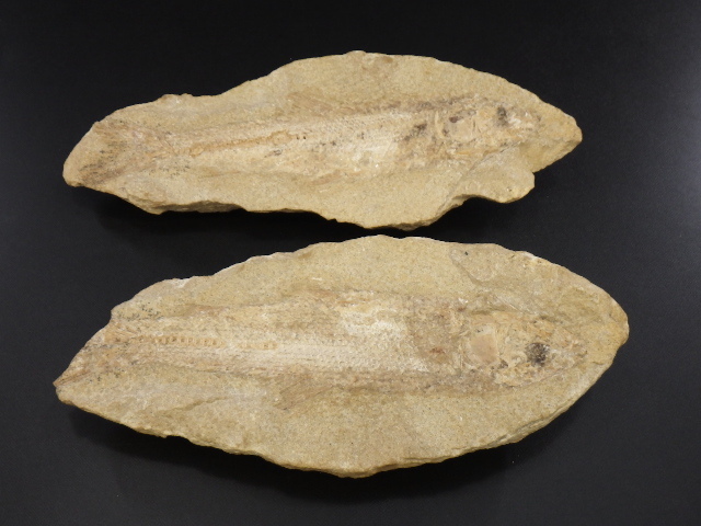 h0I119Z10 ブラジル セアラ州 淡水魚化石 ノジュール化石 古代魚 化石