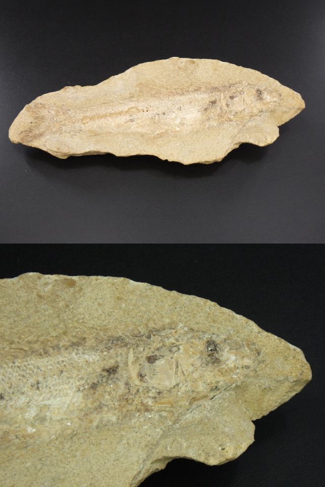 h0I119Z10 ブラジル セアラ州 淡水魚化石 ノジュール化石 古代魚 化石