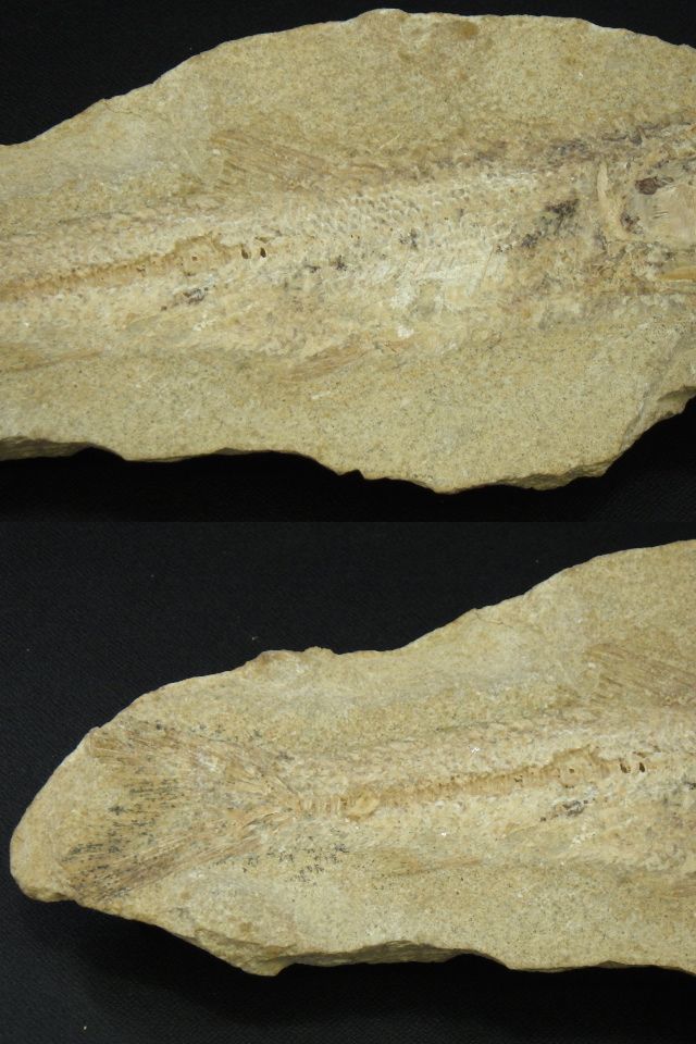 h0I119Z10 ブラジル セアラ州 淡水魚化石 ノジュール化石 古代魚 化石