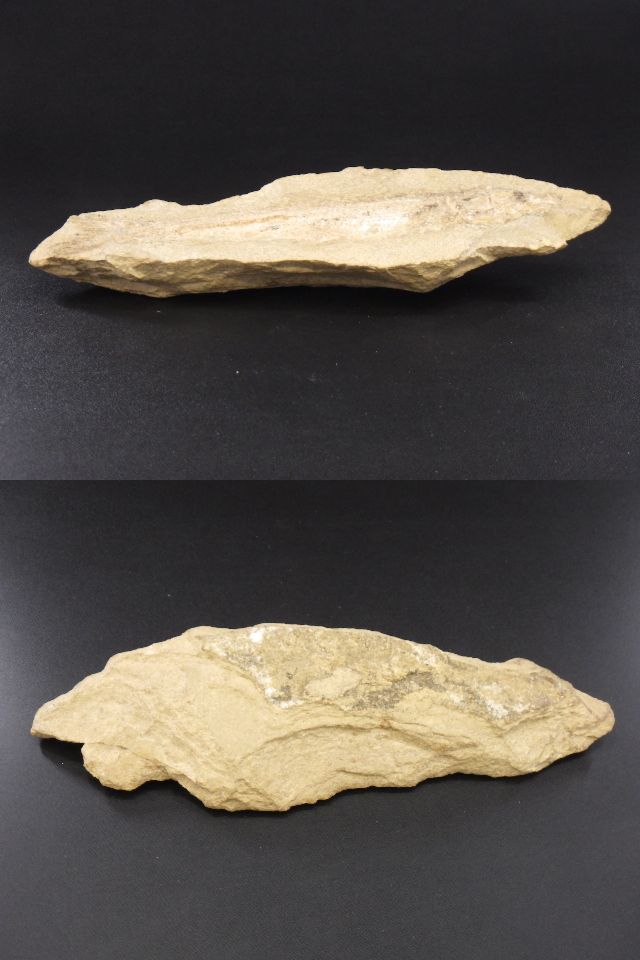 h0I119Z10 ブラジル セアラ州 淡水魚化石 ノジュール化石 古代魚 化石