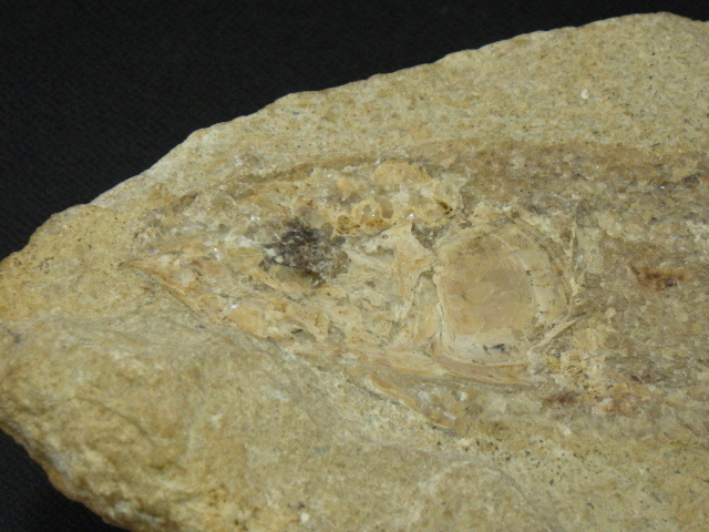 h0I119Z10 ブラジル セアラ州 淡水魚化石 ノジュール化石 古代魚 化石