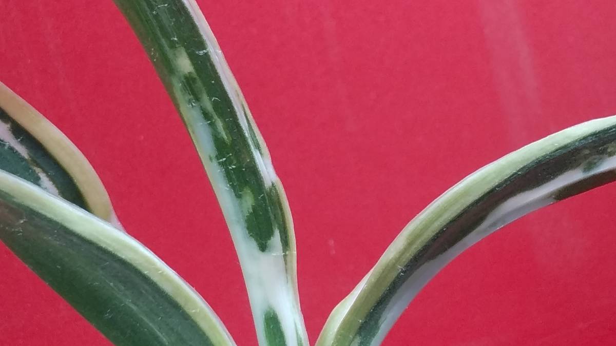 阿波日月の図 万年青 おもと オモト 鉢物 観葉植物