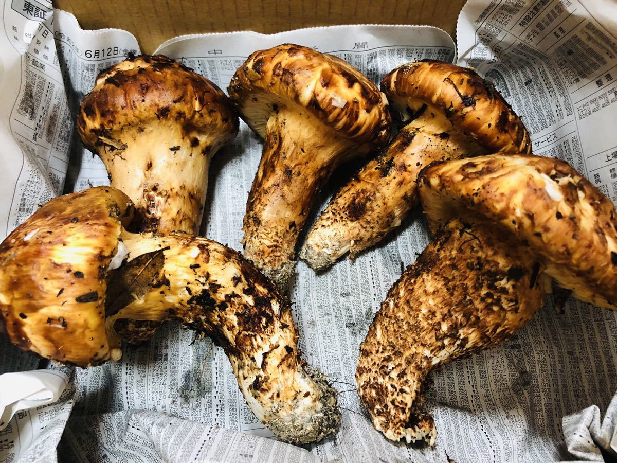マツタケ 松茸 秋の味覚の王様松茸⁄マツタケ⁄まつたけ⁄純国産⁄216g特 