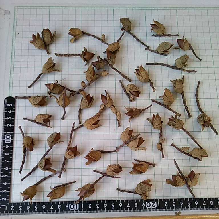 枝付シイの実 約40個 その1 ドングリ 木の実 煮沸処理 ボンド接着済み 工作 リースなどに 一般 売買されたオークション情報 Yahooの商品情報をアーカイブ公開 オークファン Aucfan Com 枝付シイの実 約40個 その1 ドングリ 木の実 煮沸処理 ボンド接着済み 工作 リースなどに 一般 売買されたオークション情報 Yahooの商品情報をアーカイブ公開 オークファン Aucfan Com