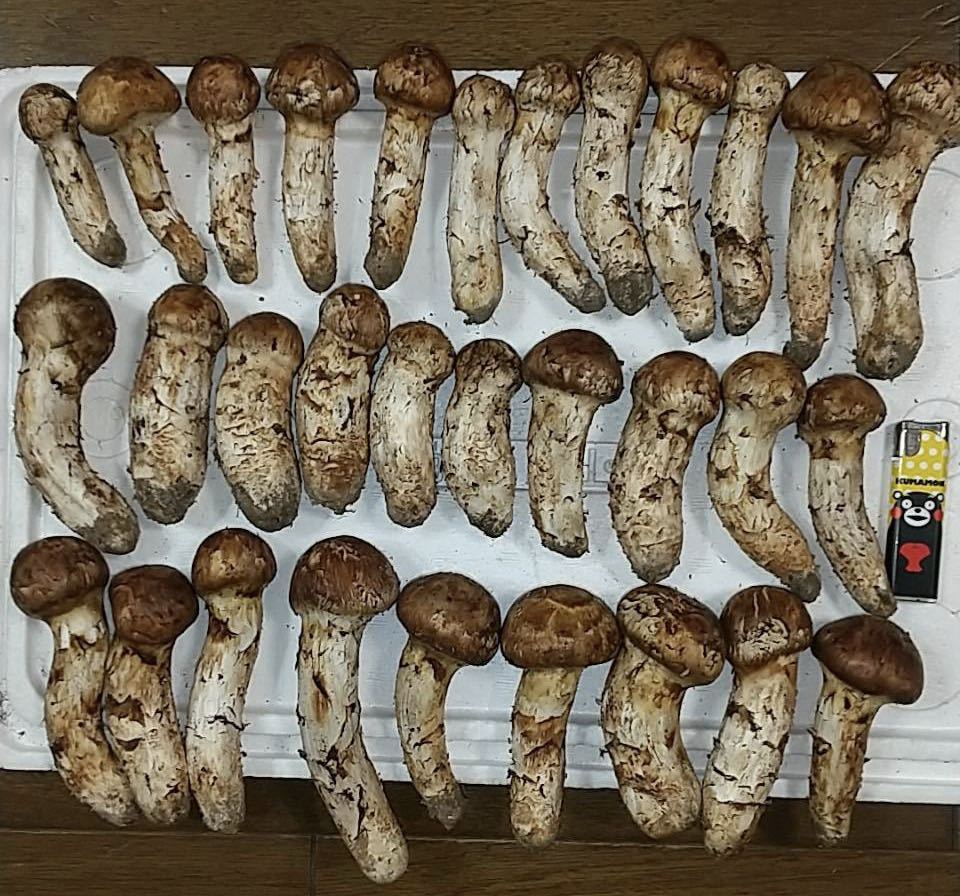 豊富な,得価 岩手県産 国産 松茸 マツタケ 1300g 本日採取 10月6 豊富な,得価 岩手県産 国産 松茸 マツタケ 1300g 本日採取 10月6