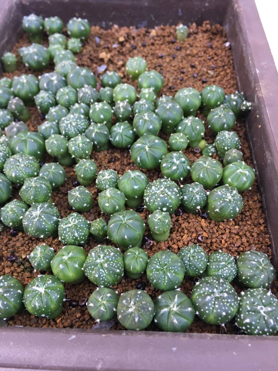 ACTUS STOOL アクタス CUBES スツール H21K61 キューブス メルカリ