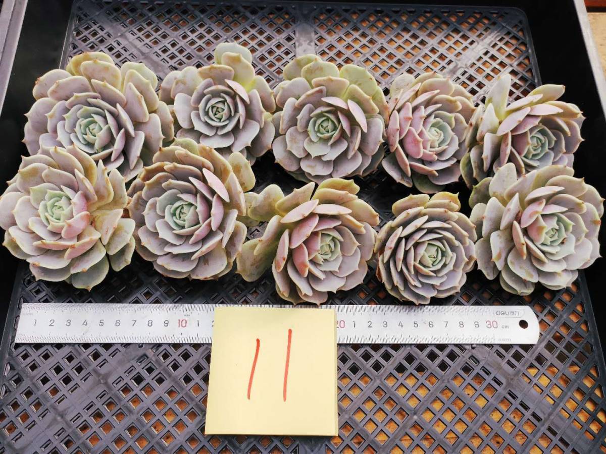 Pachypodium lealii パキポディウム レアリー 種子 10粒 【公式通販】