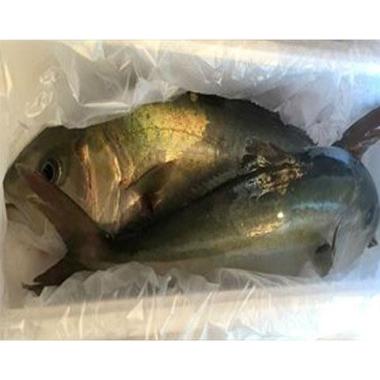 赤字超特価，新品 2本 約7kg前後 限定販売 活〆 養殖カンパチ 不定貫1本約3.3 3.7ｋｇ&times;2本(ブリ)｜売買されたオークション情報、yahooの商品情報をアーカイブ公開 - オークファン ブリ