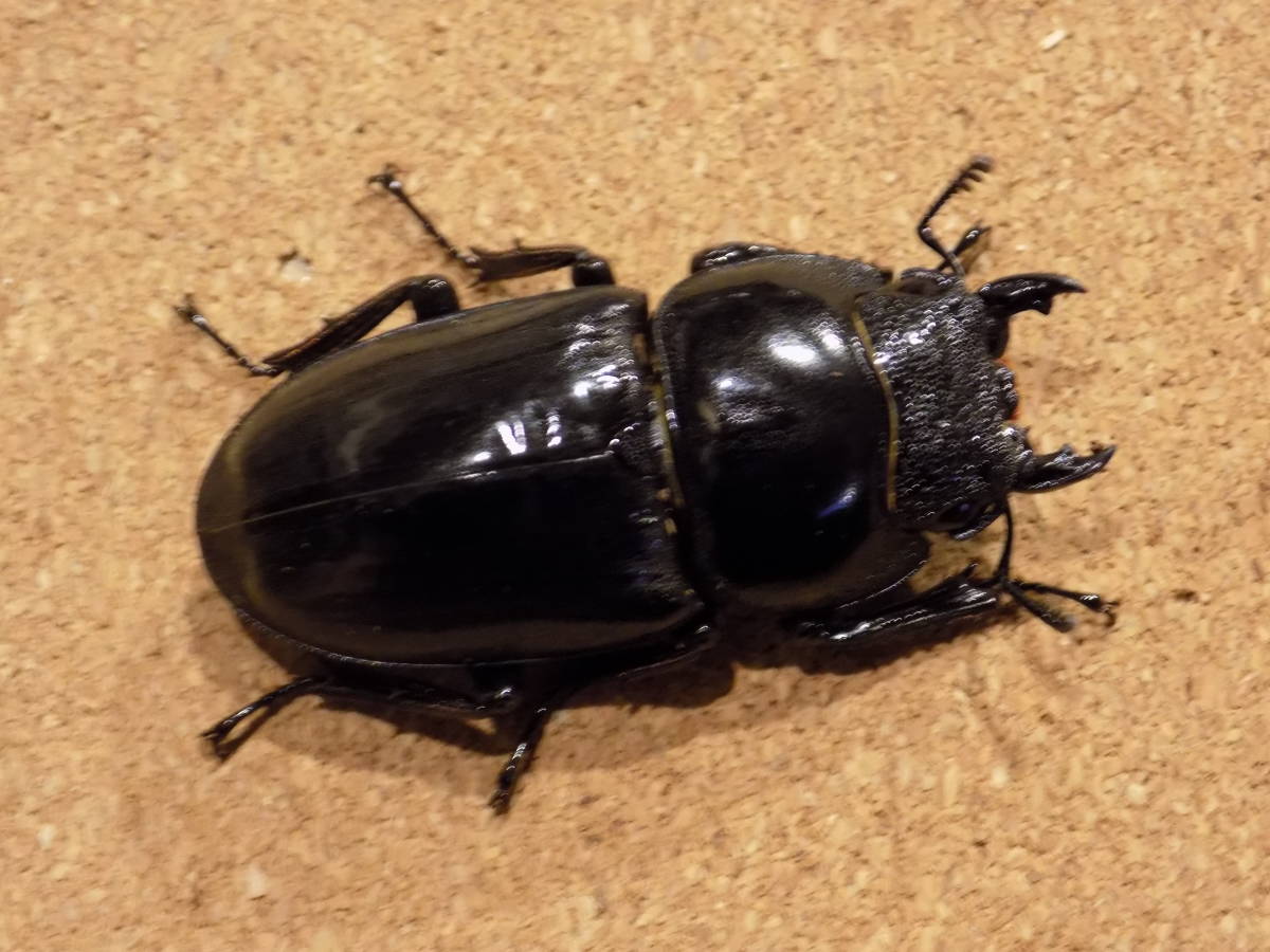 DORCUS FUKUOKA】☆超貴重2019年ギネスパラワンヒラタ113.7mm直仔 