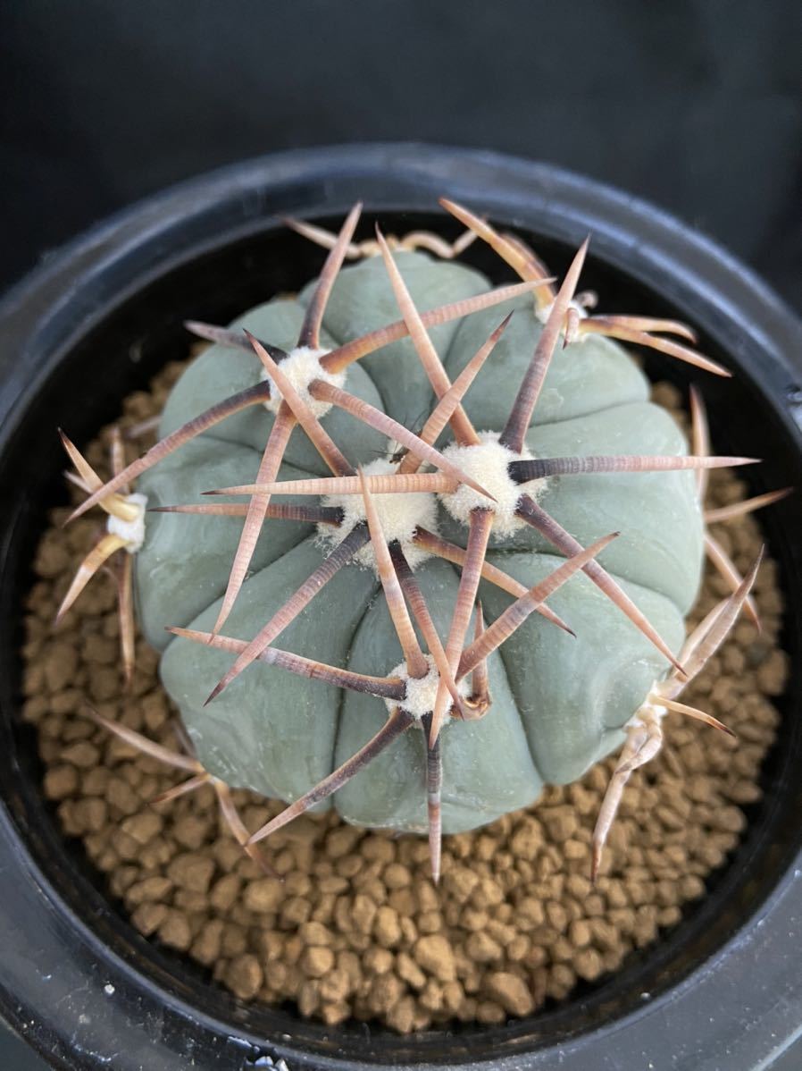 ☆サボテン・多肉植物☆820☆ 太平丸 雷帝 実生 Echinocactus