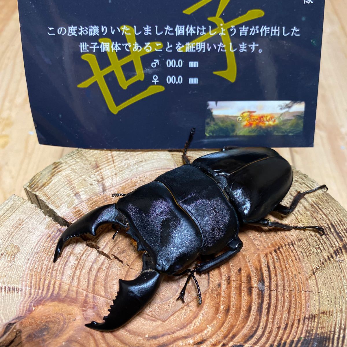 タランドゥスオオツヤクワガタ ペア 77mmUP