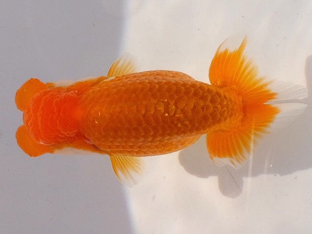 新品，新作 超フンタン系 M-blood 特選種魚 当歳 10cm弱 雄 M-9(らんちゅう)｜売買されたオークション情報、yahooの商品情報をアーカイブ公開 - オークファン らんちゅう