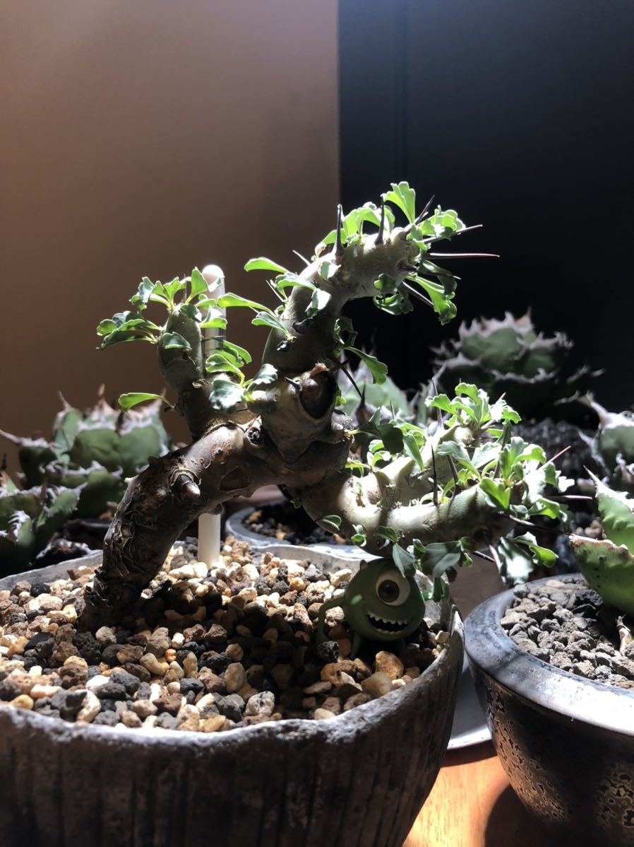 Sarcocaulon crassicaule サルコカウロン クラシカウレ ドマーニ