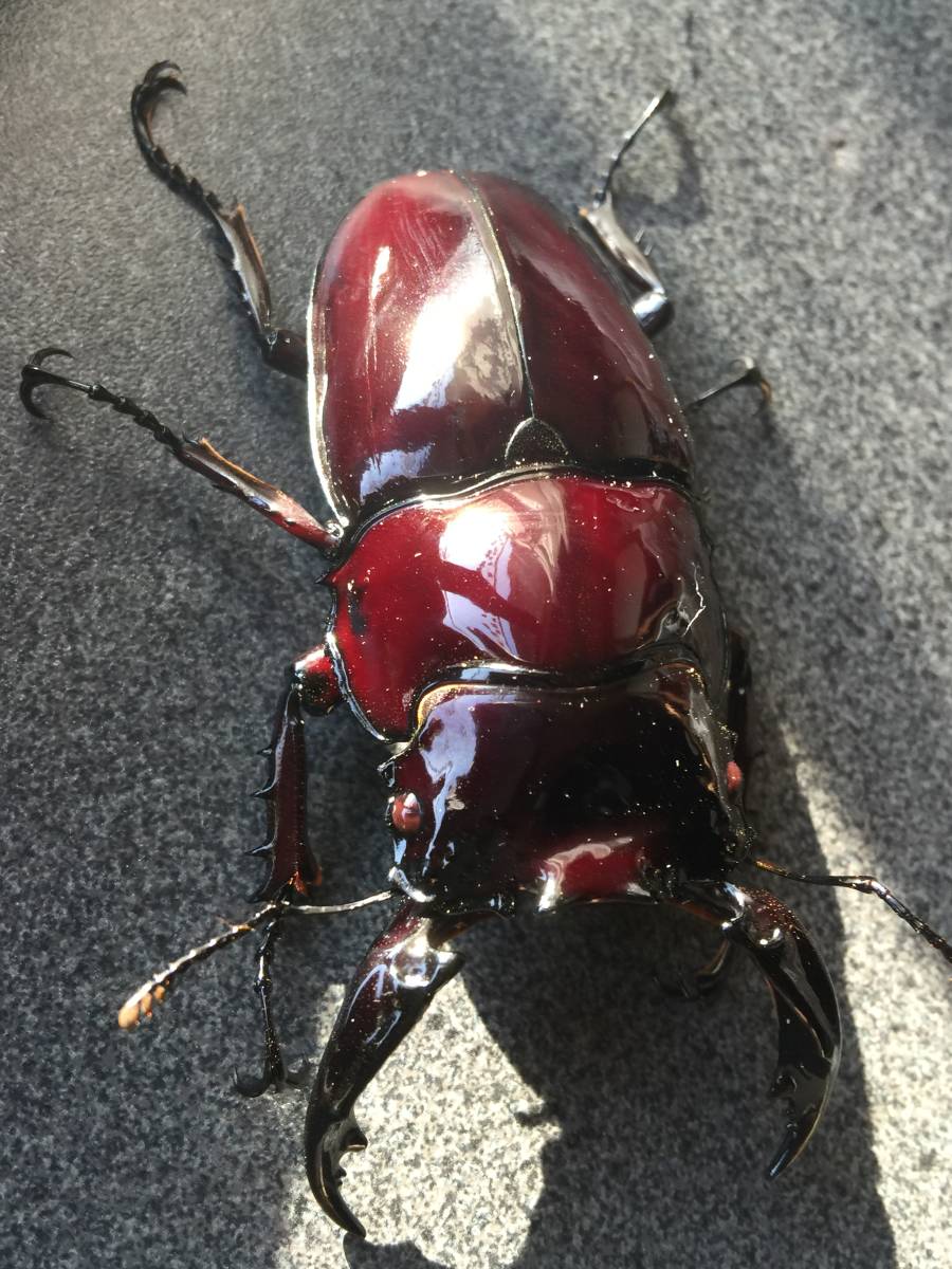レギウス 純血 漆赤・赤茶目 ultraRedBody&RedteaEye ♂76・♀ 49 
