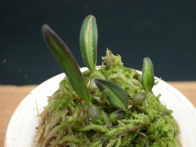 ミヤマムギラン 山野草の石田精華園 | ⁄ ミヤマムギラン＜熊野本宮大社