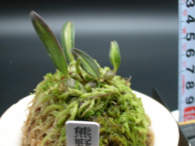 ミヤマムギラン 山野草の石田精華園 | ⁄ ミヤマムギラン＜熊野本宮大社