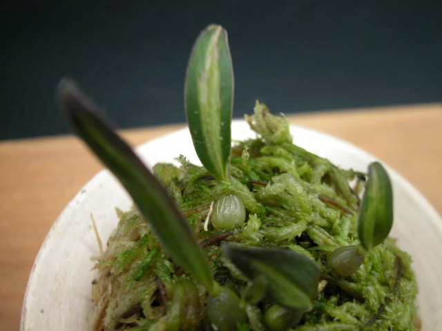 ミヤマムギラン 山野草の石田精華園 | ⁄ ミヤマムギラン＜熊野本宮大社