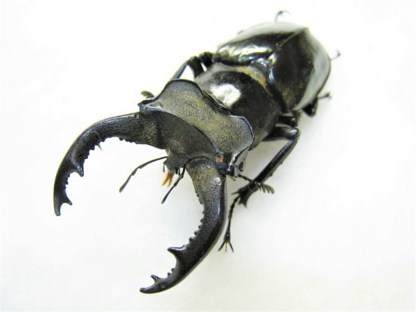 日本ミヤマクワガタ全種標本 ミヤマクワガタ標本（北海道産と本州産の