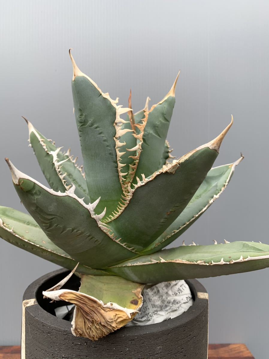  28 アガベ 裏棘 ノコギリタイプ 変わり棘 強棘 超極上 特選 黒棘 標本株 チタノタ AGAVE TITANOTA 強棘 台湾 / invisible ink(アガベ)｜売買されたオークション情報、yahooの商品情報をアーカイブ公開 - アガベ