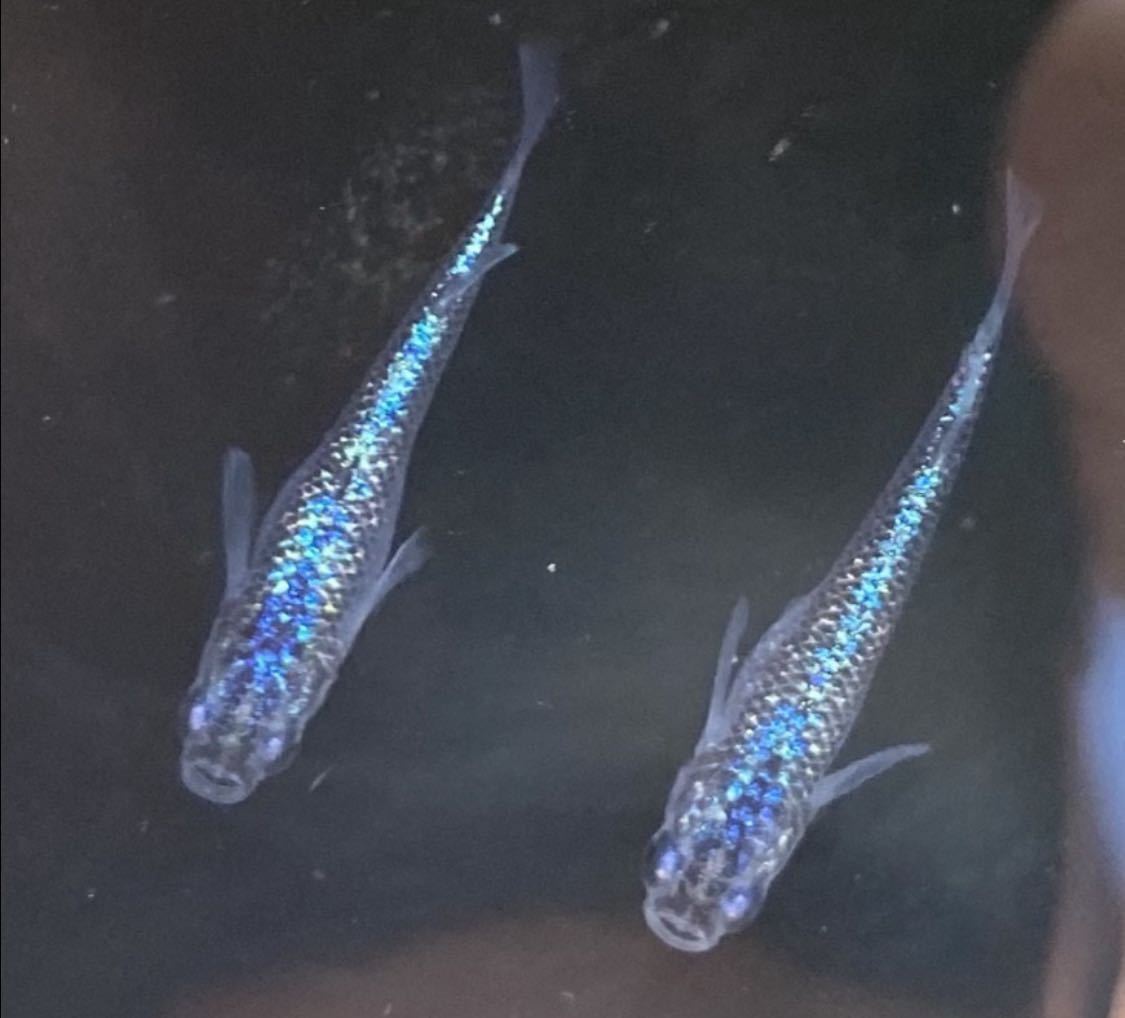 漁師めだか 極上 B本家様系統サファイア背びれありメダカ 発眼卵 約個 15個 A個 めだか 売買されたオークション情報 Yahooの商品情報をアーカイブ公開 オークファン Aucfan Com