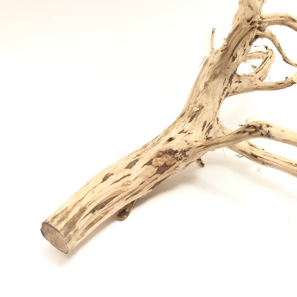 天然枝流木 アク抜き処理済 Uws スマトラウッド L 66 大人気の