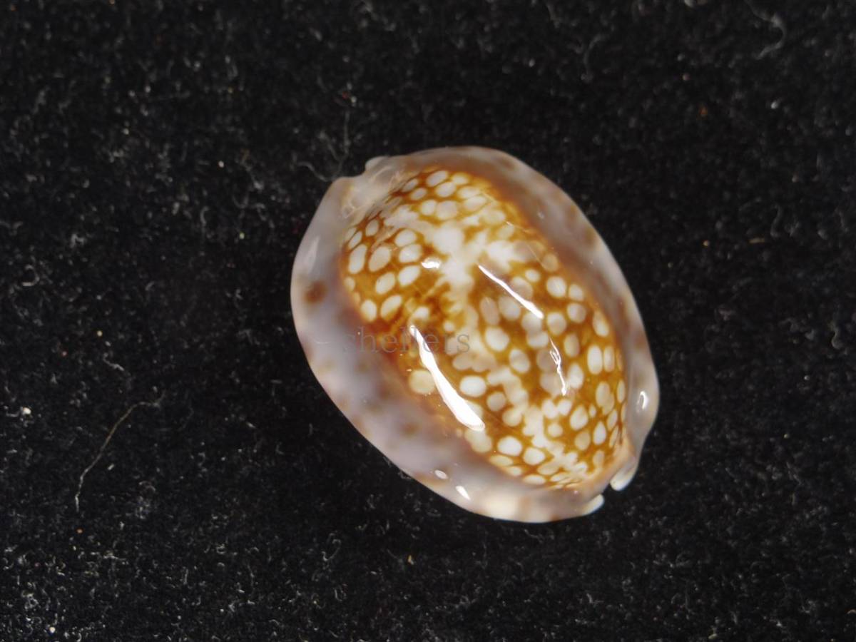 貝 標本 ヒメヤクシマダカラ ドワフフォーム 科学 自然 売買されたオークション情報 Yahooの商品情報をアーカイブ公開 オークファン Aucfan Com