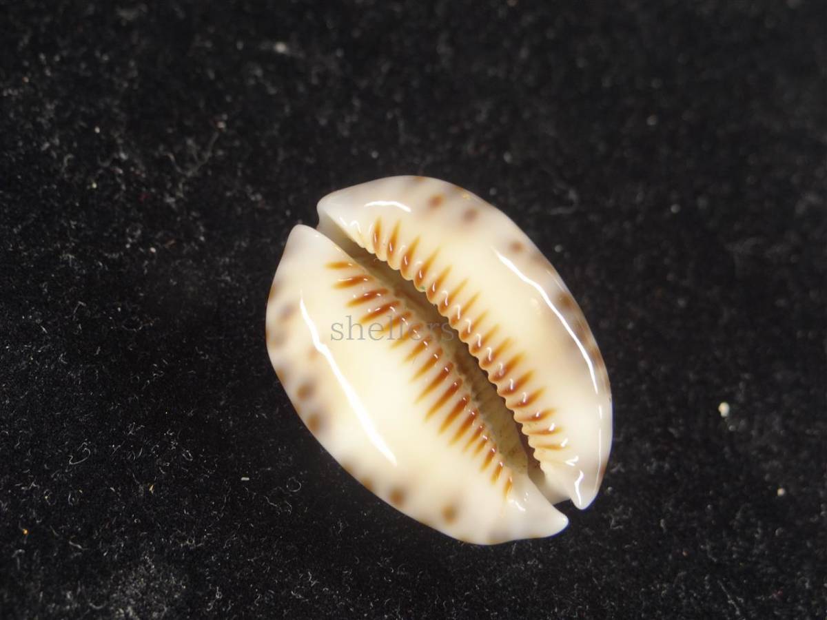 貝 標本 ヒメヤクシマダカラ ドワフフォーム 科学 自然 売買されたオークション情報 Yahooの商品情報をアーカイブ公開 オークファン Aucfan Com