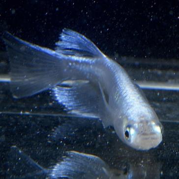 超極上 大 プラチナ星河リアルロングフィン 本家血統有精卵10個 サファイア 三色 龍 めだか メダカ モルフォ 幹之 めだか 売買されたオークション情報 Yahooの商品情報をアーカイブ公開 オークファン Aucfan Com