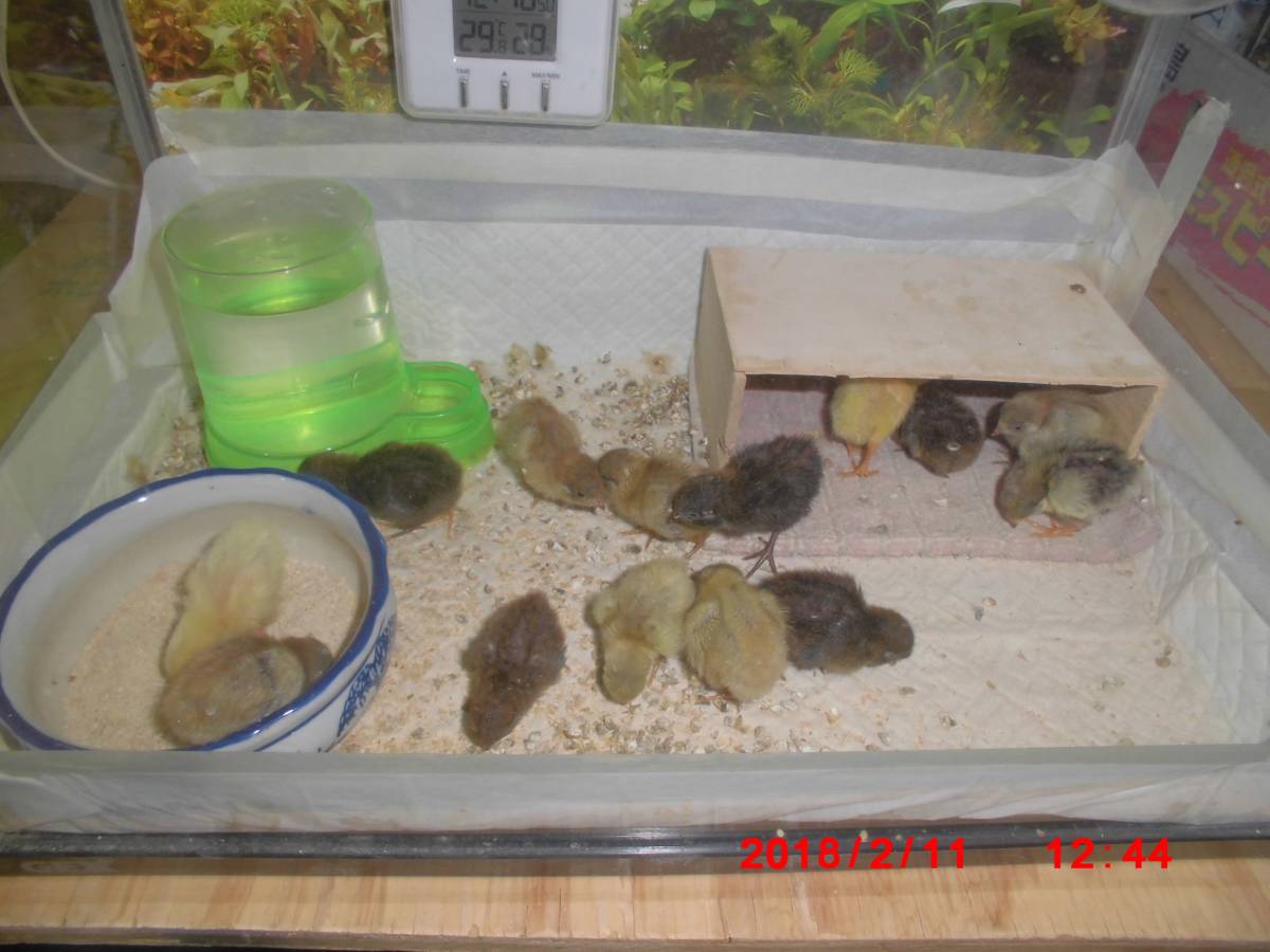 期間限定 3 ナミウズラ 並うずら 有精卵 うずらの卵 30個セット ヒナ 売り切り Www Isole Greche Com