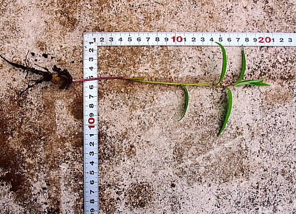 ヤマユリ 山百合 苗 送料第四種郵便73円 クリックポスト198円 ユリ 売買されたオークション情報 Yahooの商品情報をアーカイブ公開 オークファン Aucfan Com