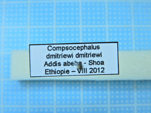 エチオピア産 モンビロードツノカナブン Compsocephalus dmitriewi