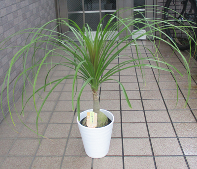 トックリラン　盆栽風　観葉植物 観葉植物 トックリラン ノリナ ポニーテール 6号 大型 鉢植え セール品