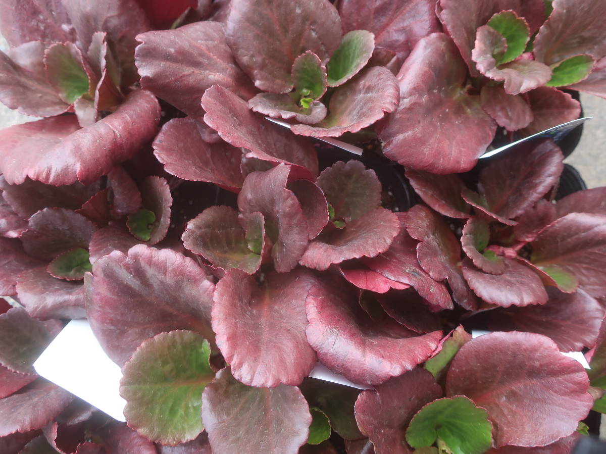 ベルゲニア ブレッシンガムルビー 4号 ヒマラヤユキノシタ 耐寒 宿根 山野草 草花 地植え 庭植え 鉢植え ガーデニング 花 売買されたオークション情報 Yahooの商品情報をアーカイブ公開 オークファン Aucfan Com