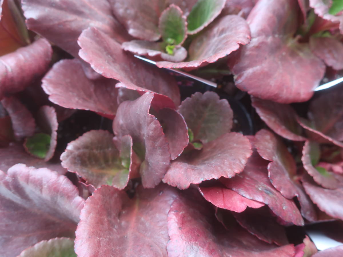 ベルゲニア ブレッシンガムルビー 4号 ヒマラヤユキノシタ 耐寒 宿根 山野草 草花 地植え 庭植え 鉢植え ガーデニング 花 売買されたオークション情報 Yahooの商品情報をアーカイブ公開 オークファン Aucfan Com