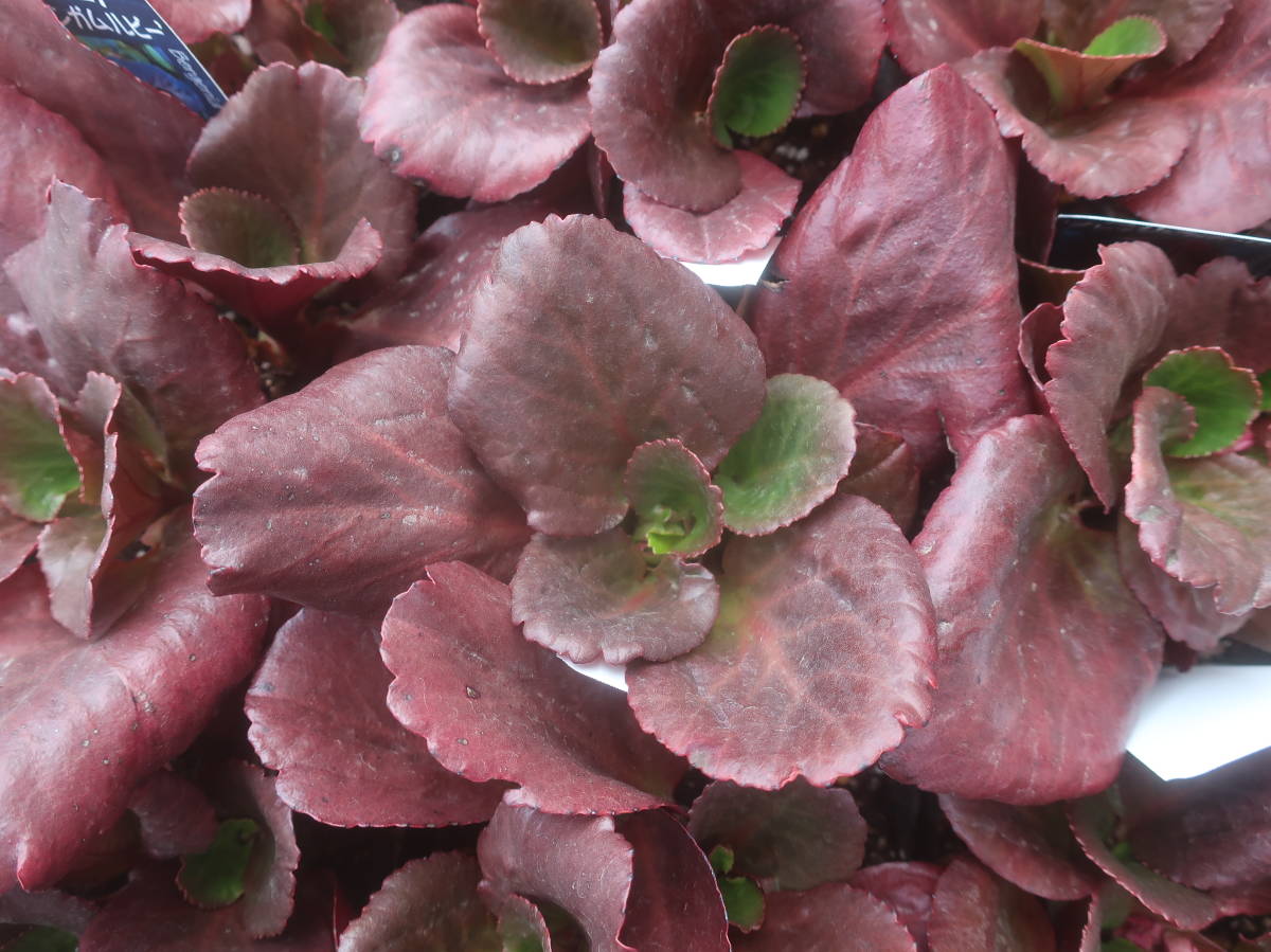 ベルゲニア ブレッシンガムルビー 4号 ヒマラヤユキノシタ 耐寒 宿根 山野草 草花 地植え 庭植え 鉢植え ガーデニング 花 売買されたオークション情報 Yahooの商品情報をアーカイブ公開 オークファン Aucfan Com