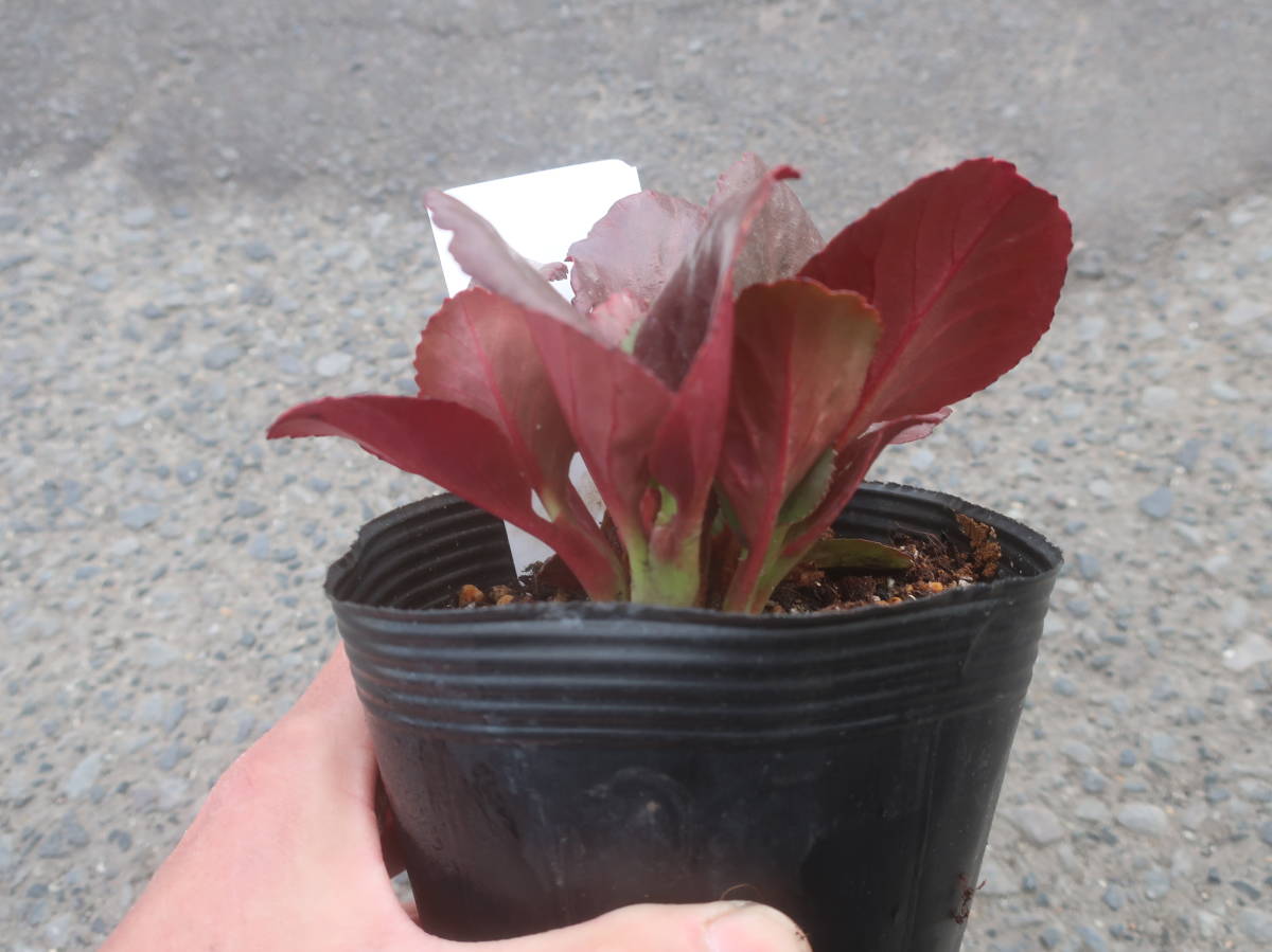 ベルゲニア ブレッシンガムルビー 4号 ヒマラヤユキノシタ 耐寒 宿根 山野草 草花 地植え 庭植え 鉢植え ガーデニング 花 売買されたオークション情報 Yahooの商品情報をアーカイブ公開 オークファン Aucfan Com