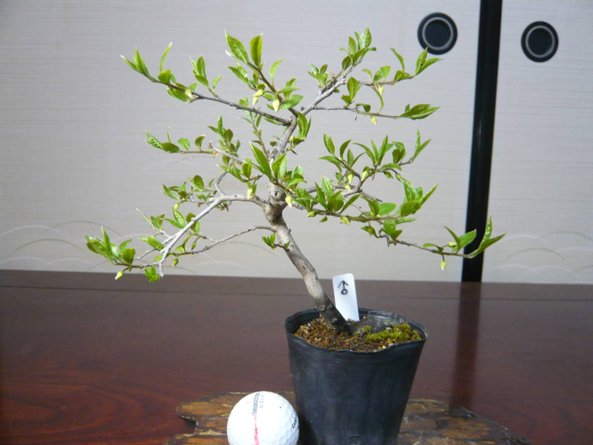 老爺柿雄木ミニサイズ盆栽③ 老爺柿 | 老爺柿（ロウヤ柿 老爺