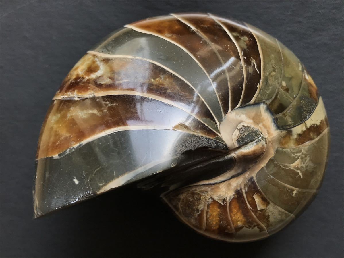 マダガスカル産オウムガイノーチラス アンモナイト化石12.0cm 749g