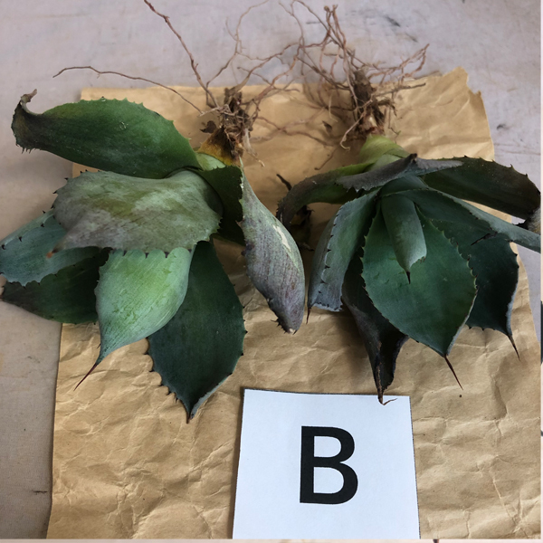 アガベ　風雷神　抜き苗２本組　B　 多肉植物_1