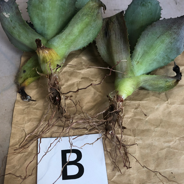 アガベ　風雷神　抜き苗２本組　B　 多肉植物_2