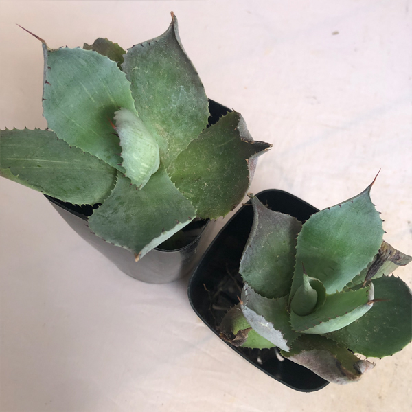 アガベ　風雷神　抜き苗２本組　B　 多肉植物_3