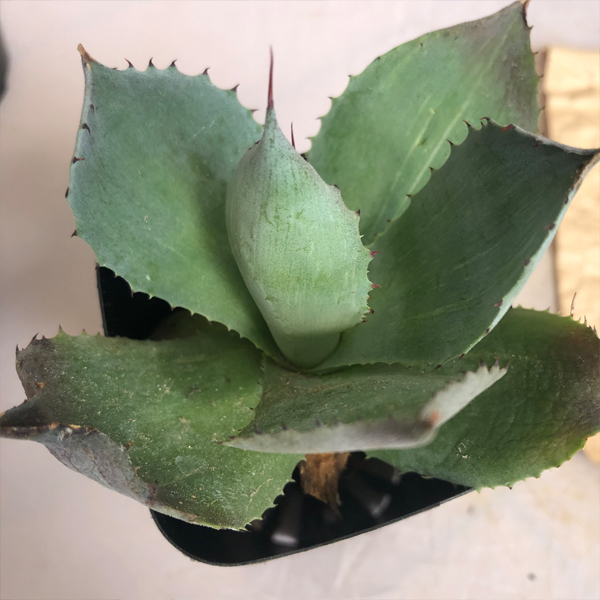 アガベ　風雷神　抜き苗２本組　B　 多肉植物_4