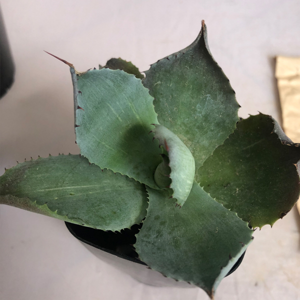 アガベ　風雷神　抜き苗２本組　B　 多肉植物_5