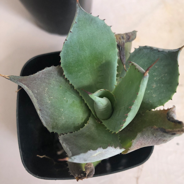 アガベ　風雷神　抜き苗２本組　B　 多肉植物_7