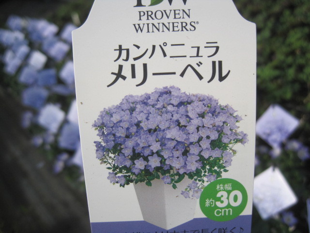 カンパニュラ メリーベル もりもり咲く青花を楽しめる 3号ポット苗 苗 売買されたオークション情報 Yahooの商品情報をアーカイブ公開 オークファン Aucfan Com