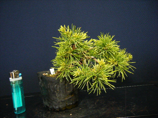 五葉松宝来”小品盆栽用素材“吾妻五葉松模様木仕立て＞古木”樹高8cm